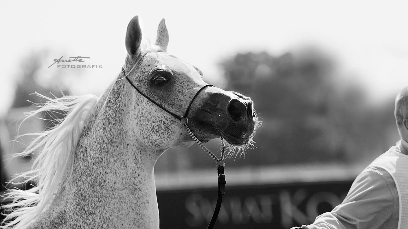 al-khalediah-european-arabian-horse-festival-2016